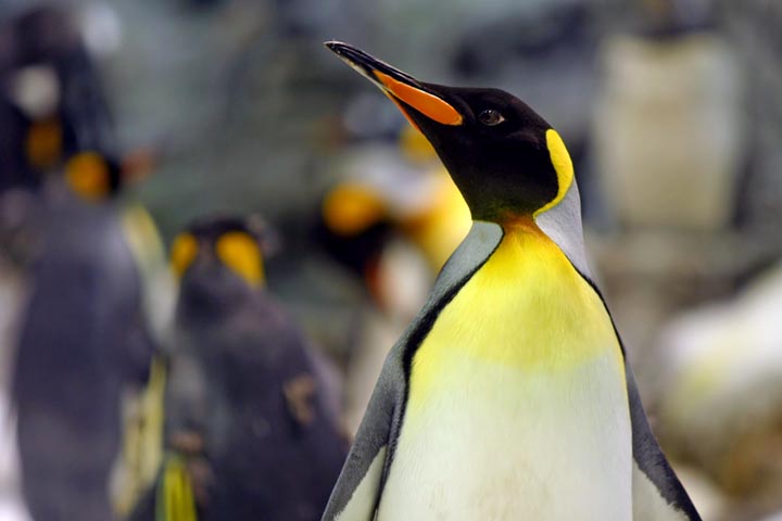 Pinguine I