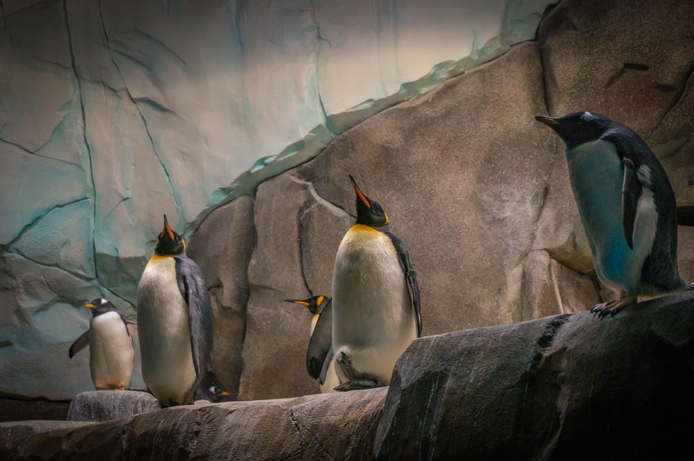 Pinguine I - Tierpark Hagenbeck/Hamburg