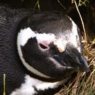 Pinguine II