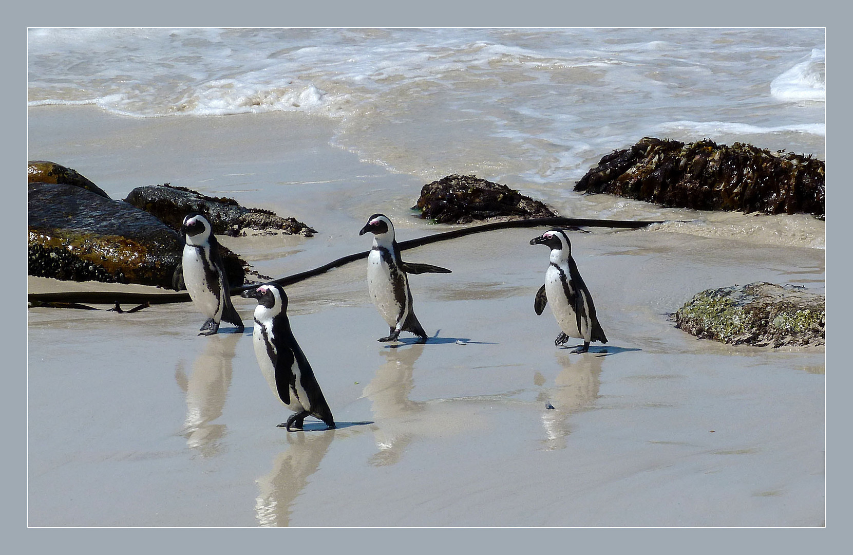 Pinguine im Anmarsch