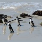 Pinguine im Anmarsch