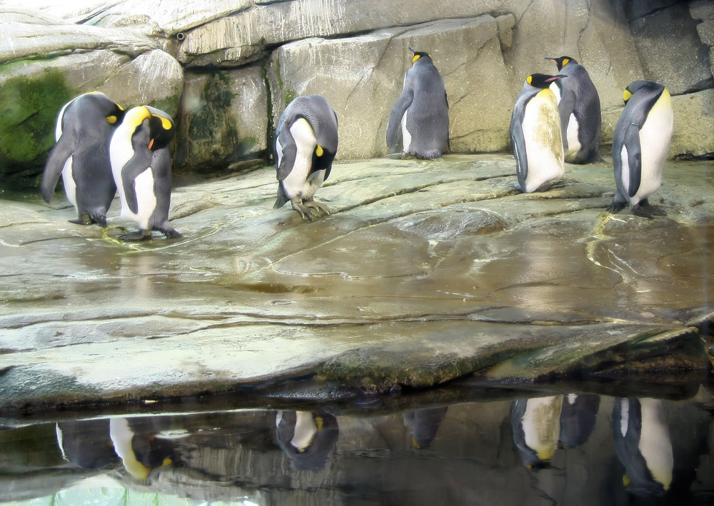 Pinguine im Berliner Zoo