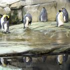 Pinguine im Berliner Zoo