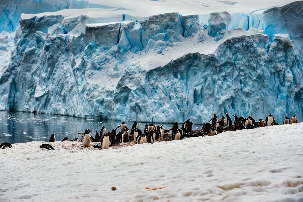 Pinguine im Dorf   .DSC_6911-2