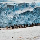 Pinguine im Dorf   .DSC_6911-2