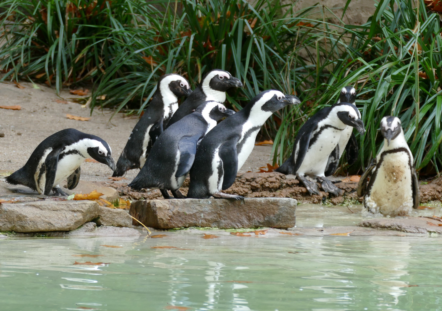 Pinguine im Duisburger Zoo