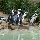 Pinguine im Duisburger Zoo