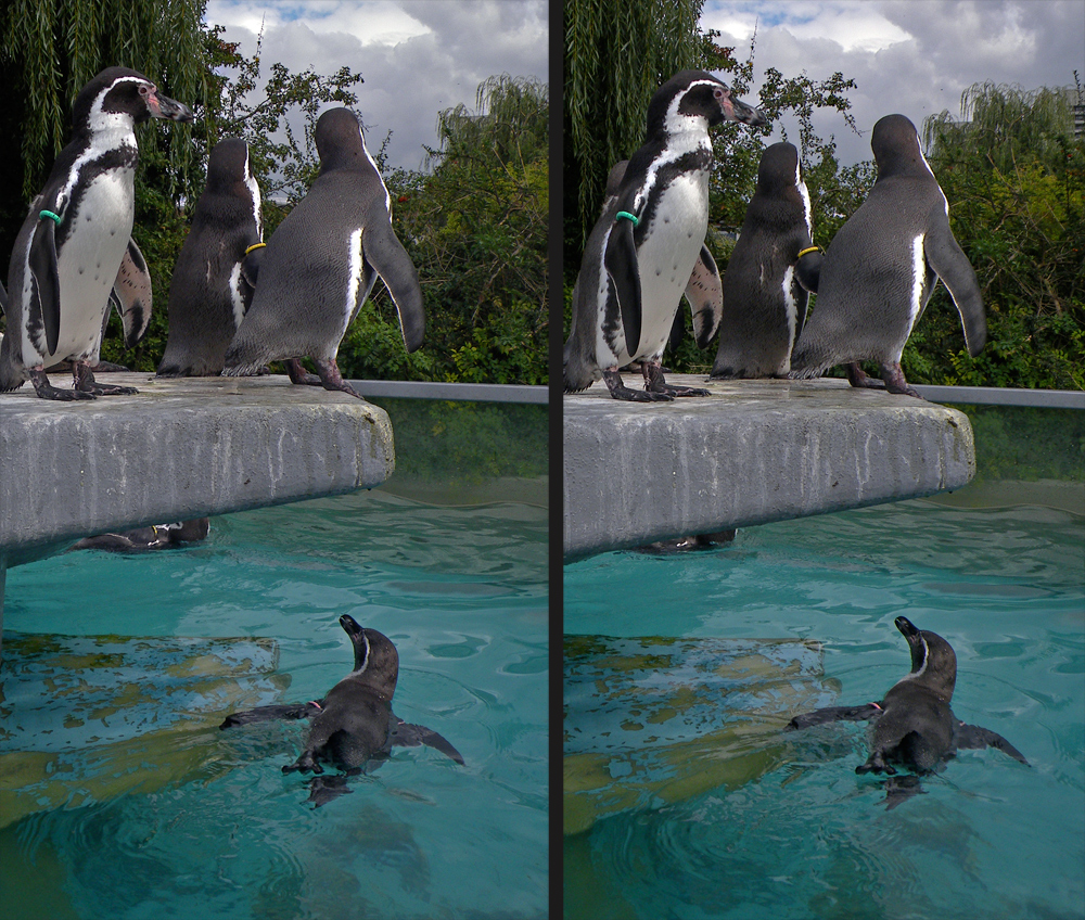 Pinguine im Kölner Zoo