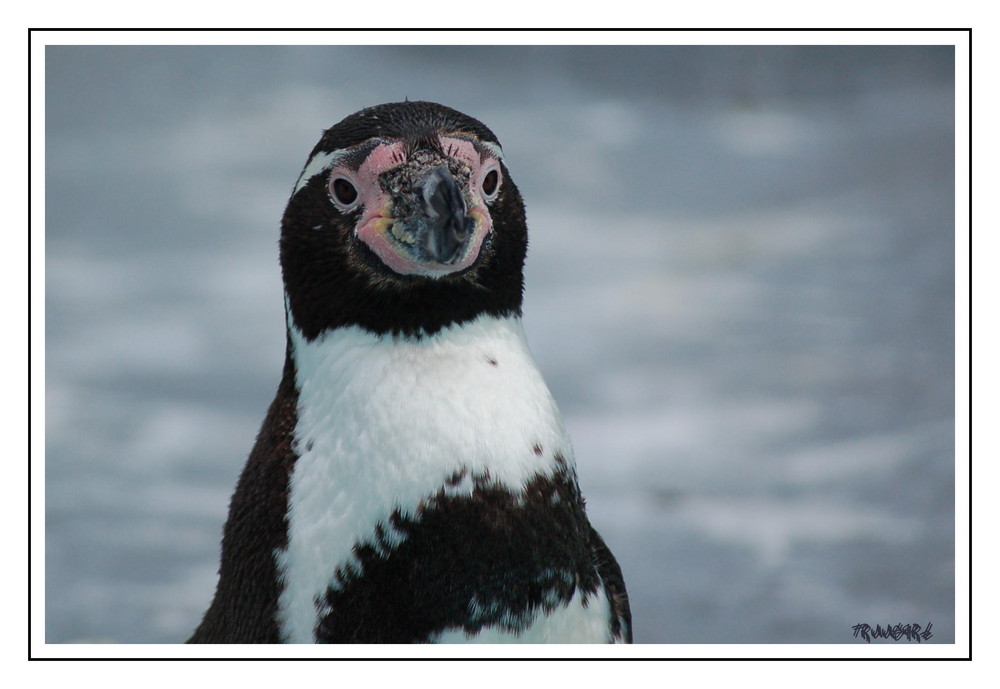 Pinguine im Kölner Zoo