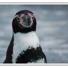 Pinguine im Kölner Zoo