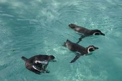 Pinguine im Krefelder Zoo