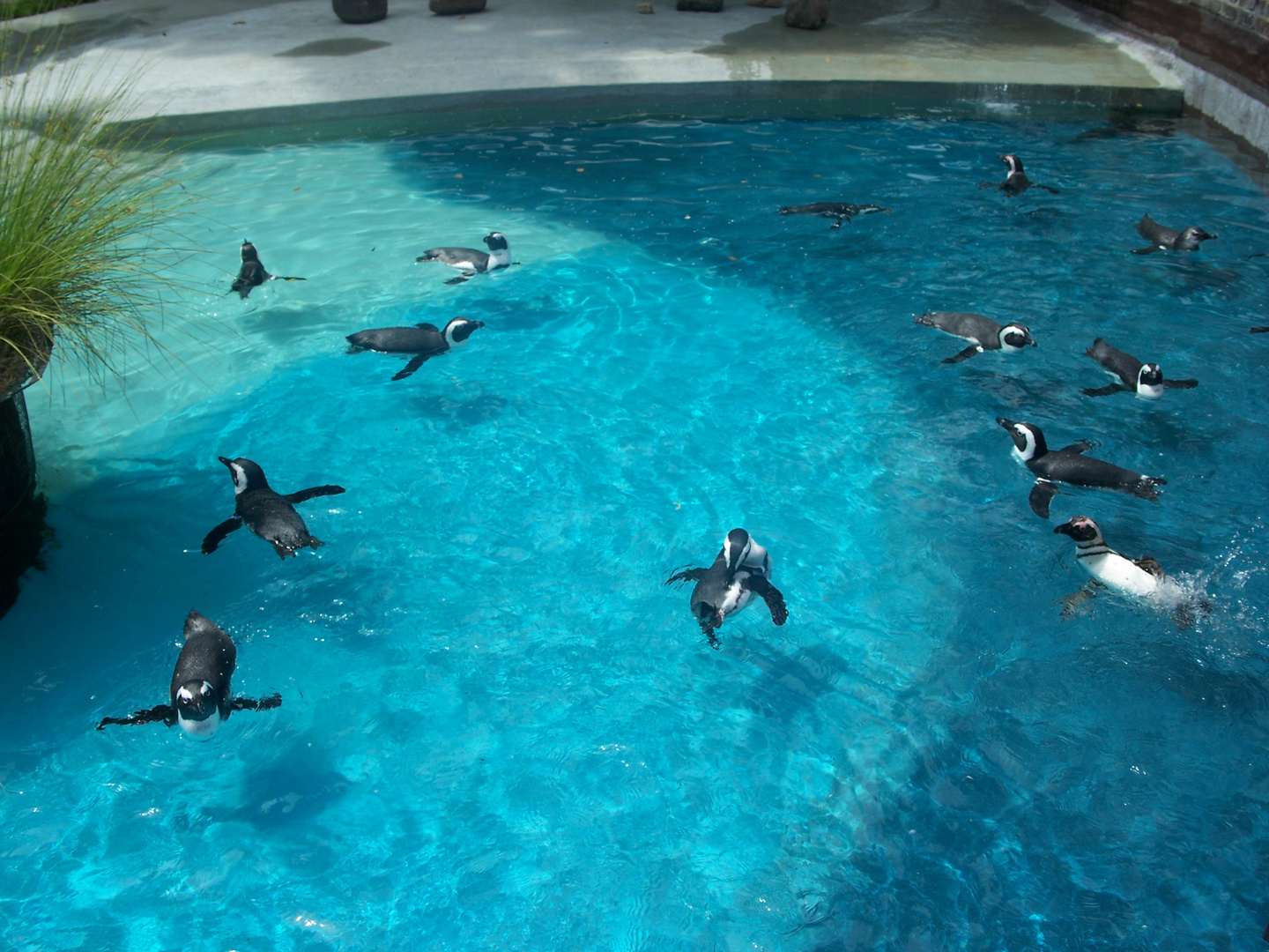 Pinguine im Leipziger Zoo