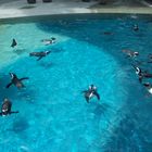 Pinguine im Leipziger Zoo