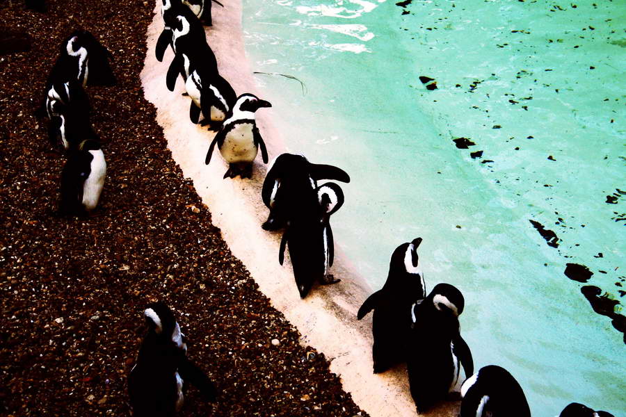 Pinguine im Londoner Zoo