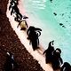 Pinguine im Londoner Zoo