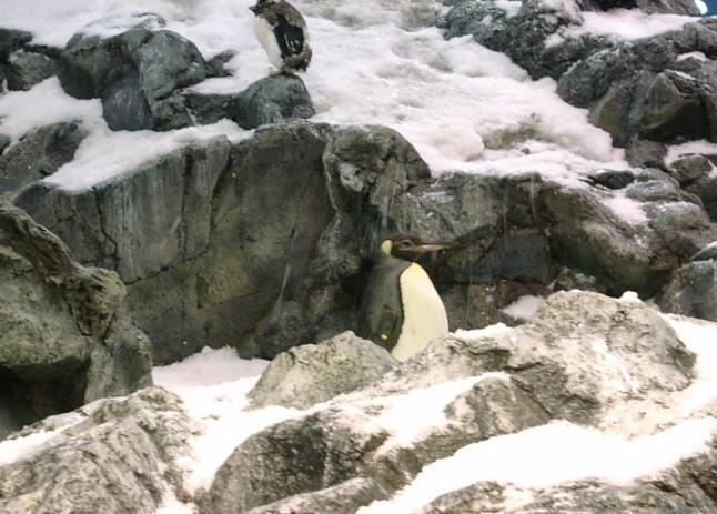 Pinguine im Loro Park