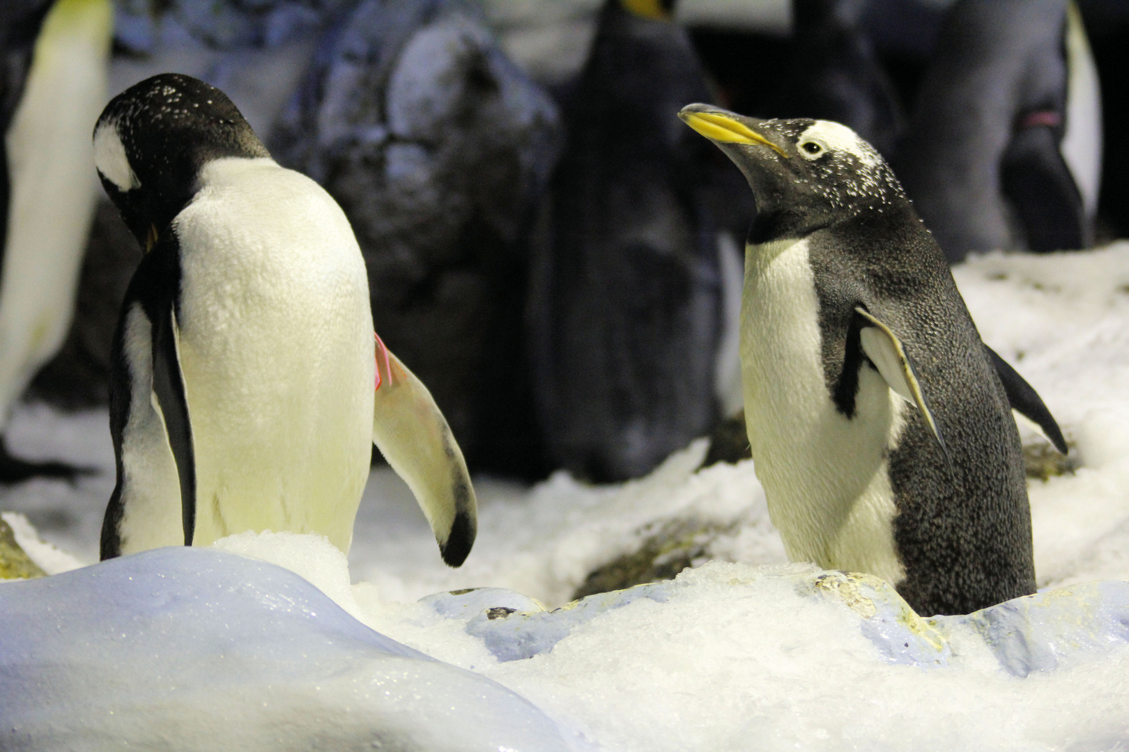 Pinguine im Loropark