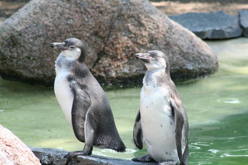 Pinguine im Luisenpark