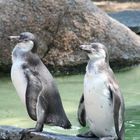 Pinguine im Luisenpark