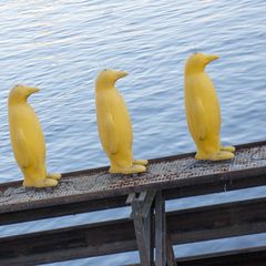 Pinguine im Museum Kampa