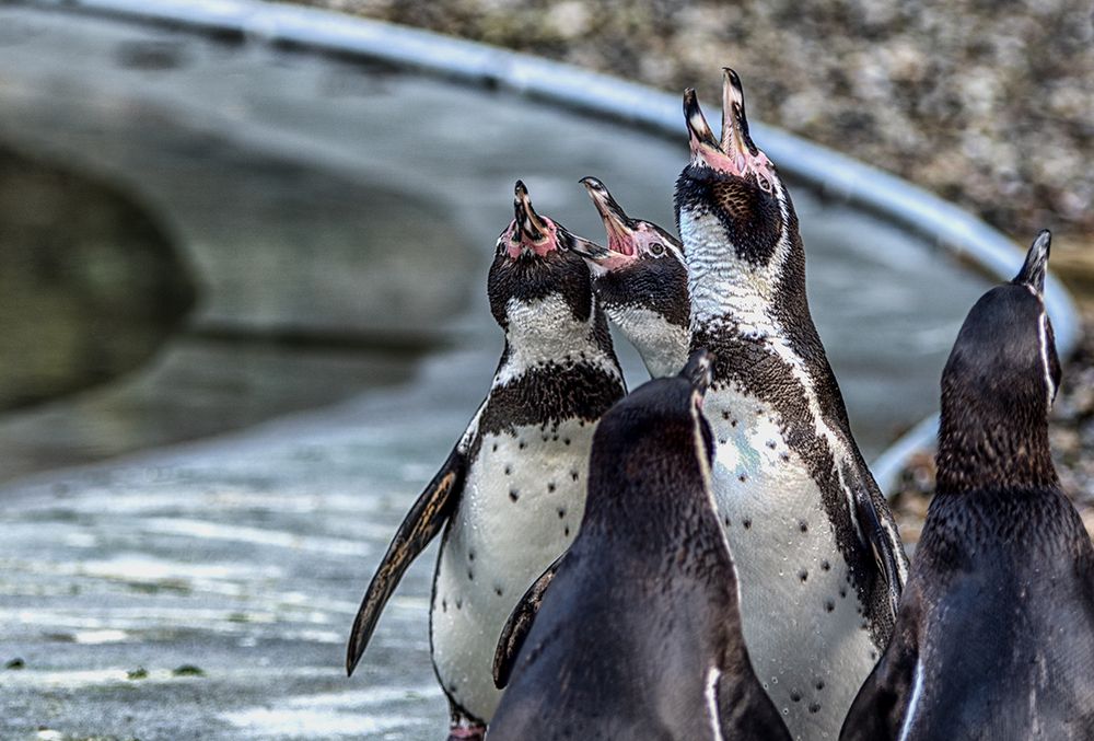 Pinguine im Saarbrücker Zoo