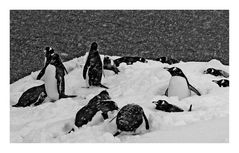 Pinguine im Schnee ...