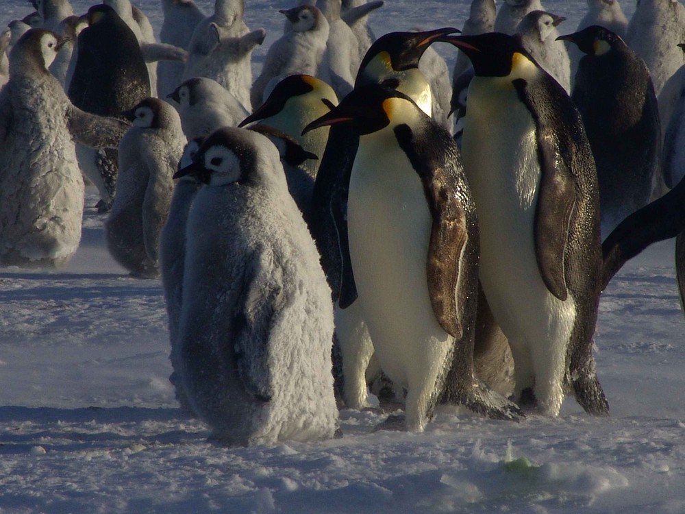 Pinguine im "Sommer"