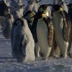 Pinguine im "Sommer"