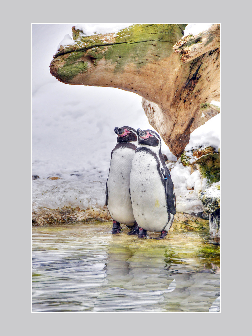 Pinguine im Tiergarten Schönbrunn