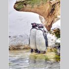 Pinguine im Tiergarten Schönbrunn