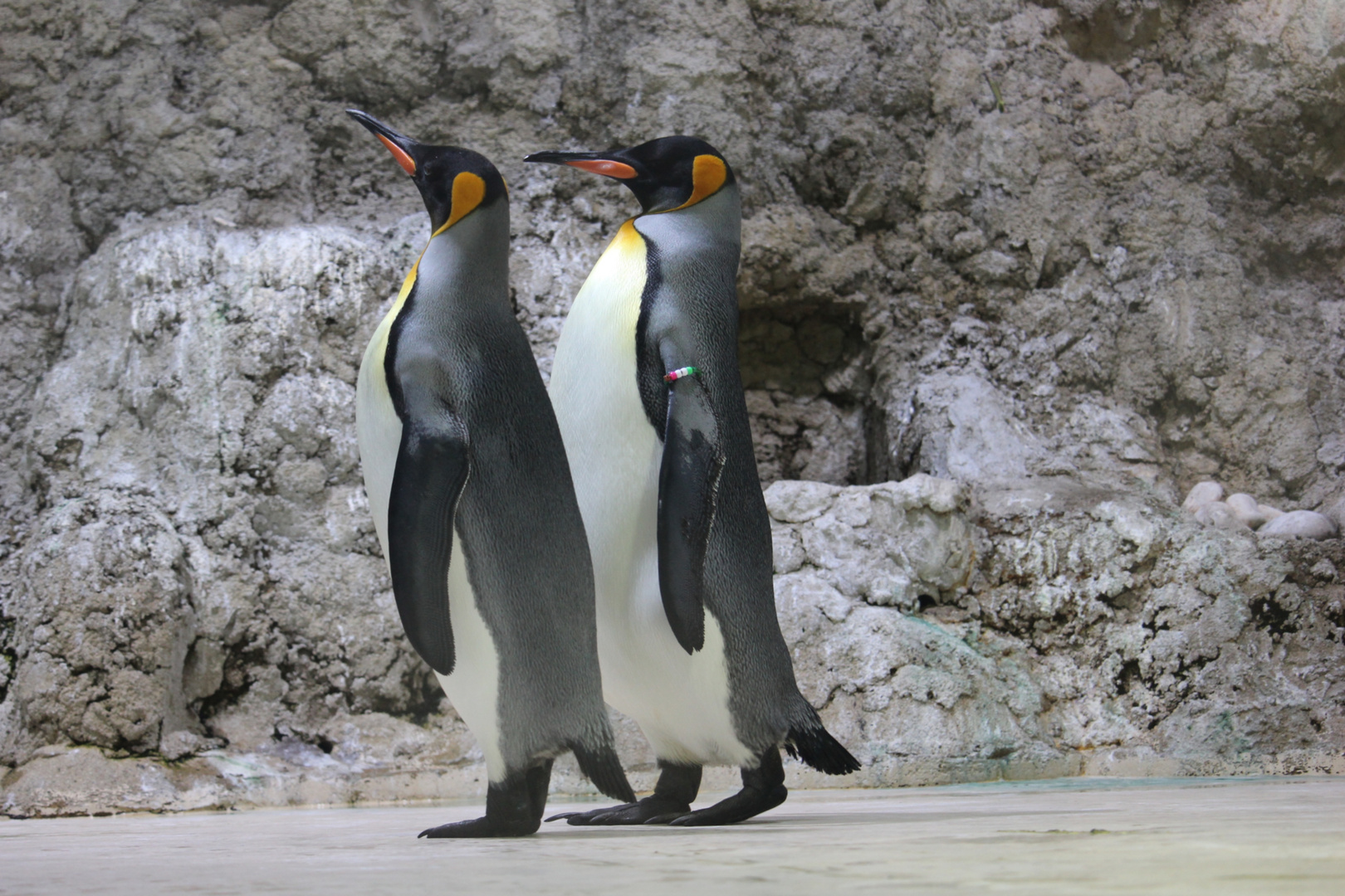 Pinguine im Tierpark Hellabrunn