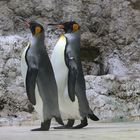 Pinguine im Tierpark Hellabrunn