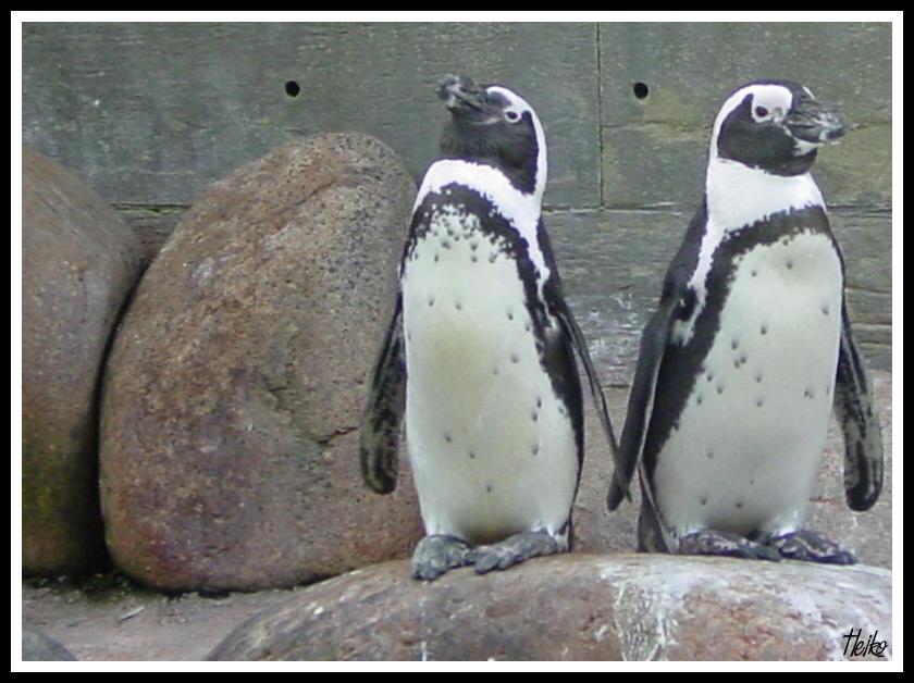 Pinguine im Tierpark Nürnberg