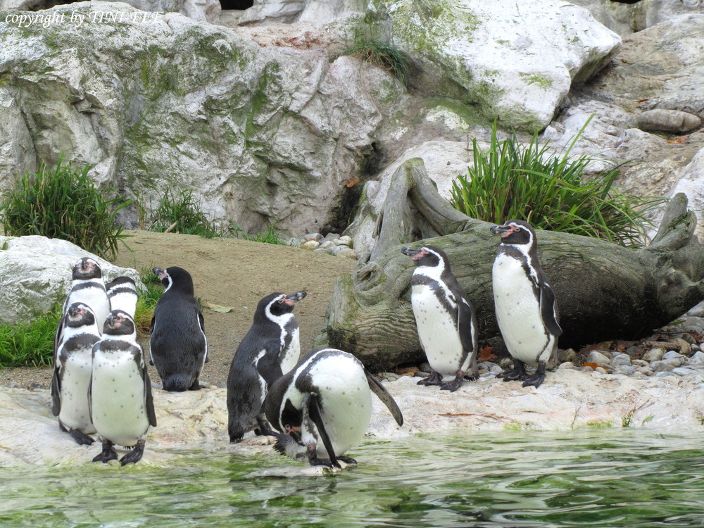 PINGUINE im Tierpark SCHÖNBRUNN / in Wien