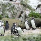 PINGUINE im Tierpark SCHÖNBRUNN / in Wien