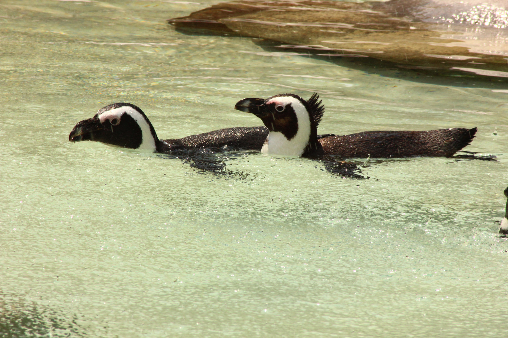 Pinguine im Wasser