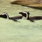 Pinguine im Wasser