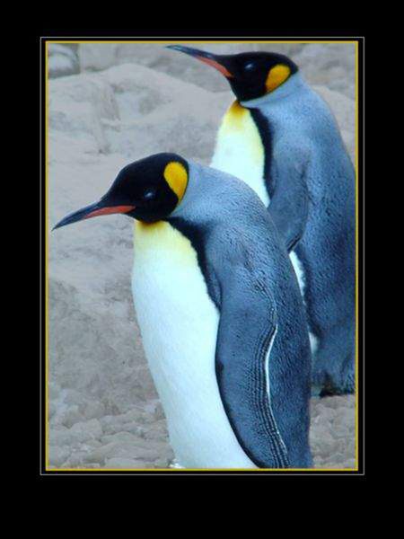 pinguine  im winter