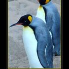 pinguine  im winter