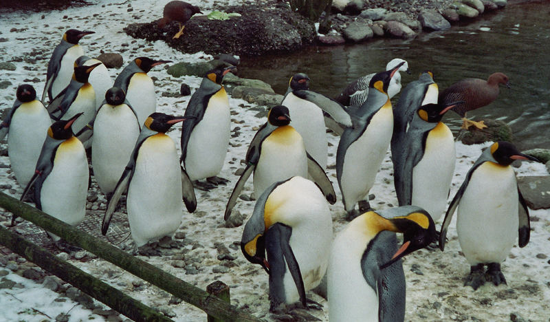 pinguine im ZOO