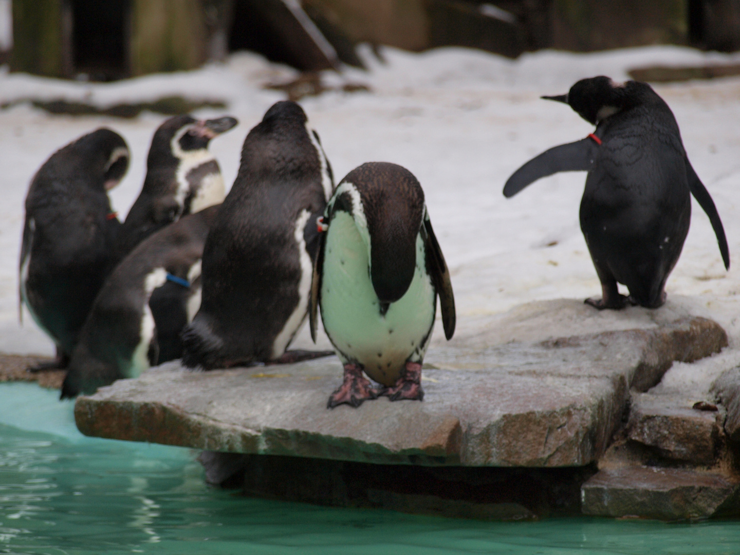 Pinguine im Zoo Dortmund