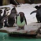 Pinguine im Zoo Dortmund