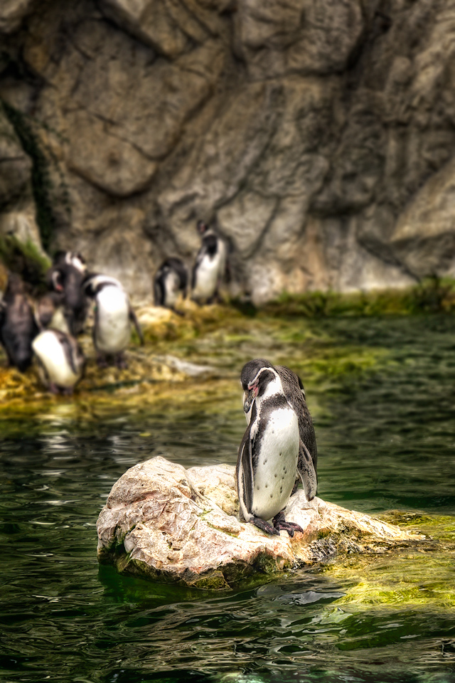 .:: Pinguine im Zoo ::.