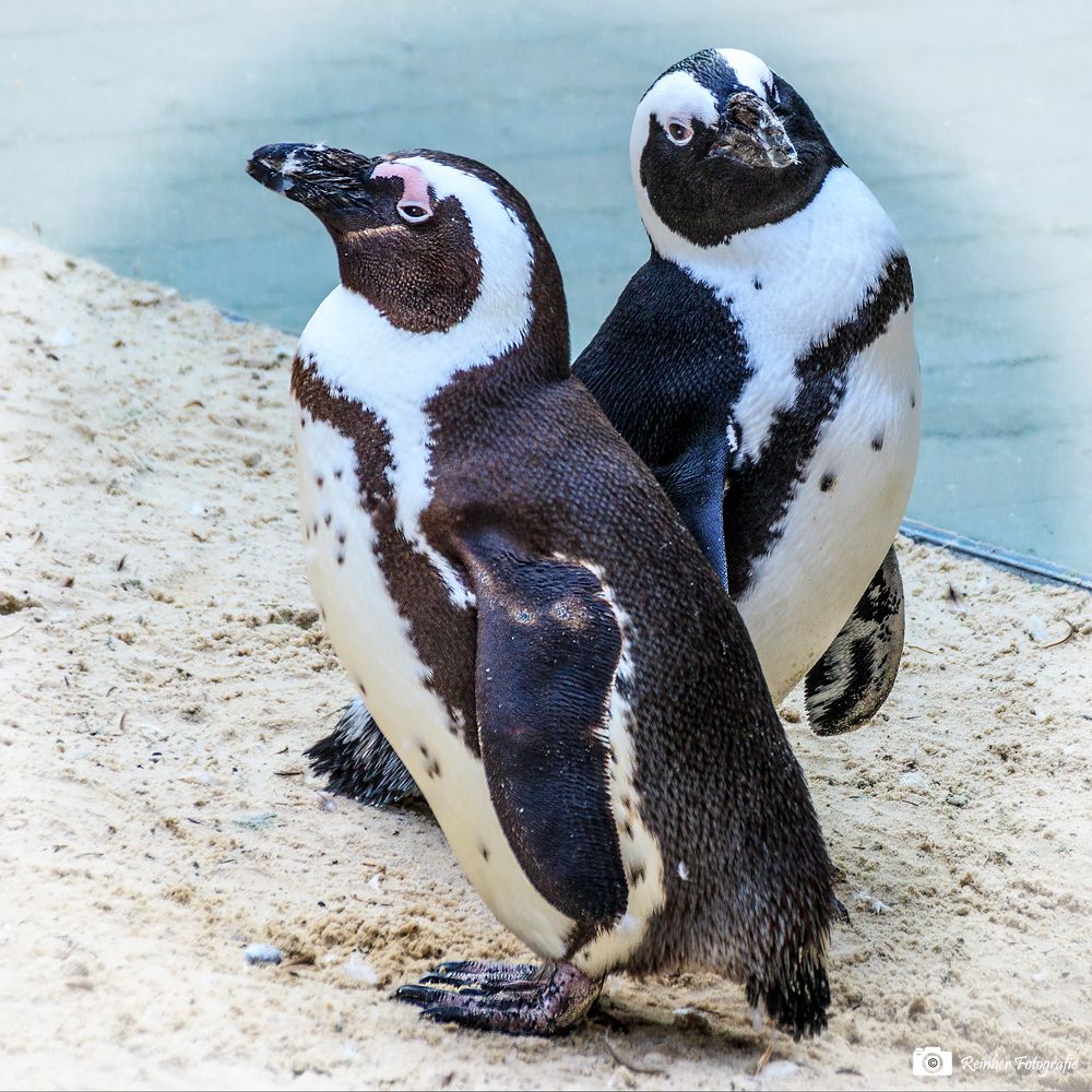 Pinguine im ZOO Münster