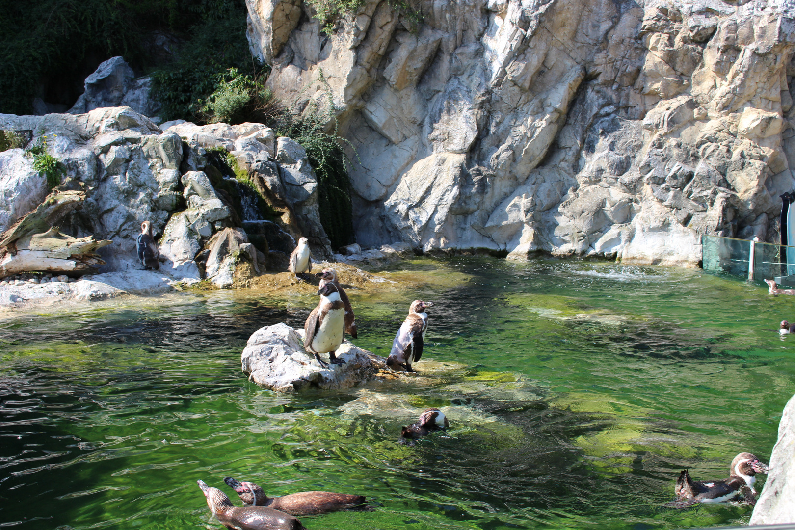 Pinguine im Zoo Schönbrunn