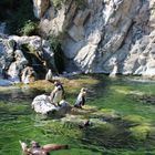 Pinguine im Zoo Schönbrunn