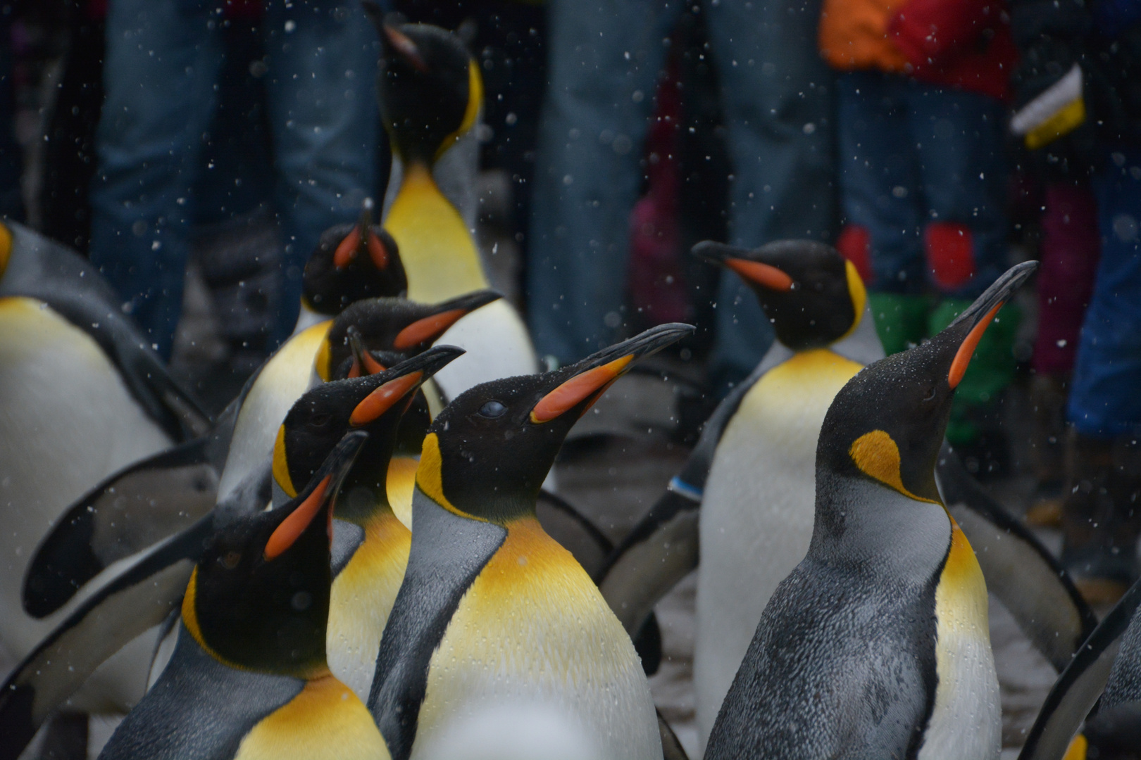 Pinguine im Zoo Zürich