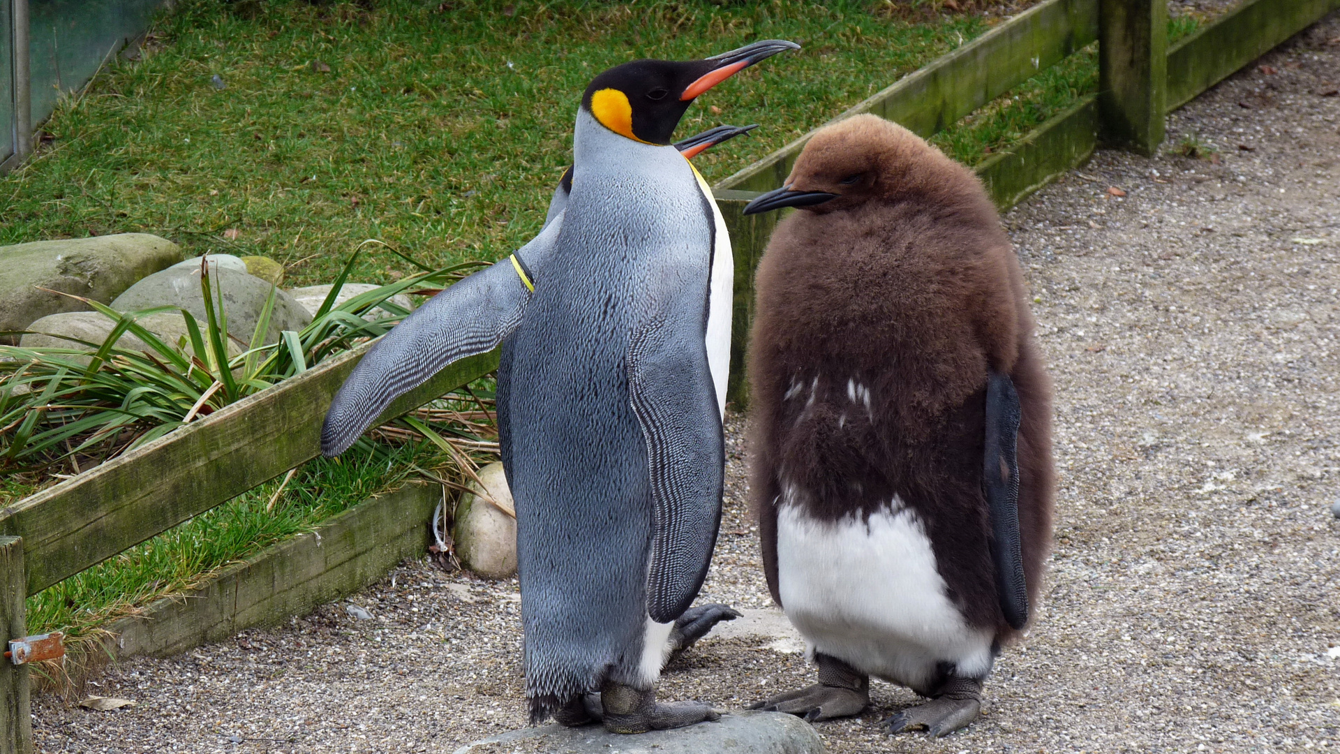 Pinguine im Zoo Zürich