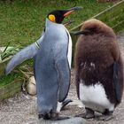 Pinguine im Zoo Zürich