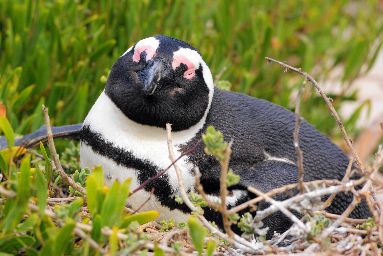 Pinguine in Afrika..?